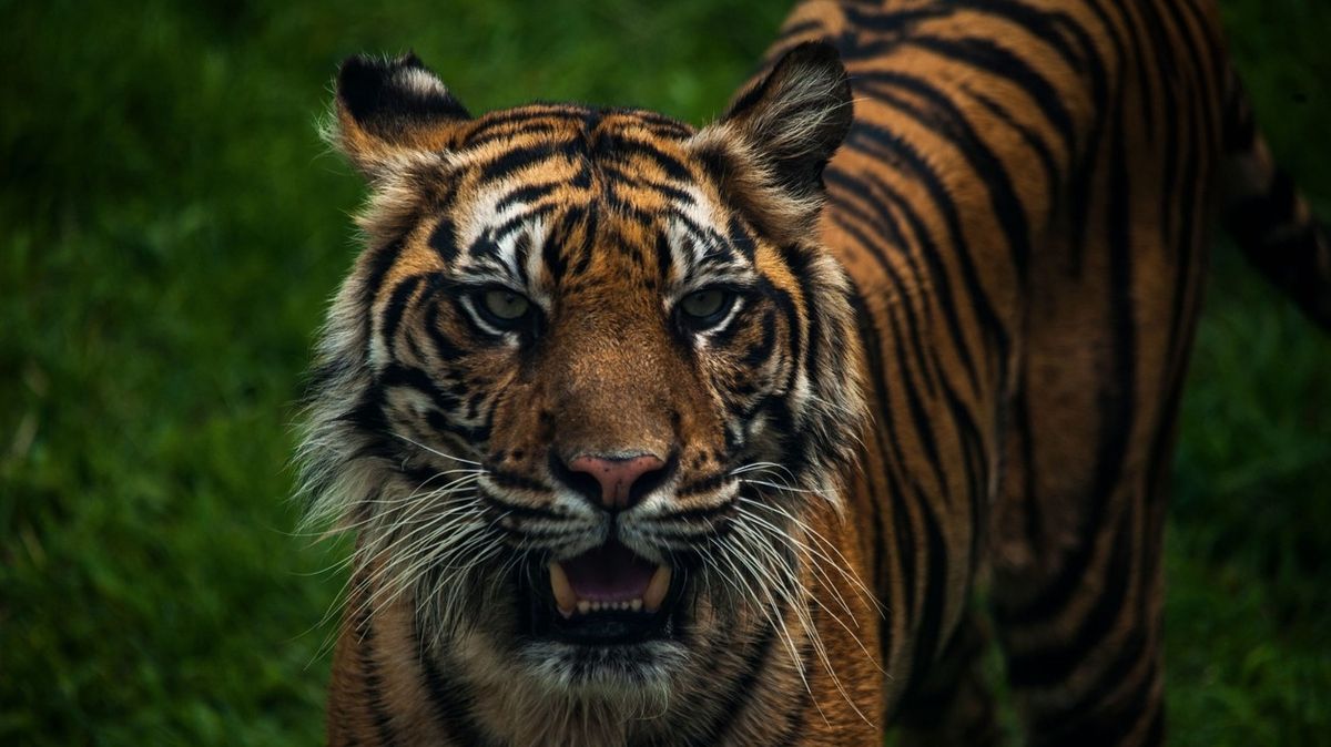 Na Sumatře uhynuli tři kriticky ohrožení tygři, chytili se do pastí